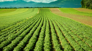 Italy trendspotter: Signs of resilience shine through despite political risk