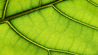 ESG in CEE: A cleaner, greener, kinder future for M&A in 2021 and beyond