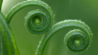 The European NPL market: Grass roots and green shoots